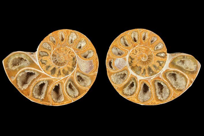 3.6" Cut & Polished Agatized Ammonite Fossil (Pair)- Jurassic
